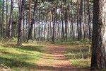 Urokliwe ścieżki w usteckim lesie